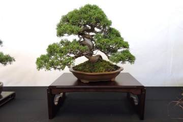 全日本小品盆景协会使用的文人类别