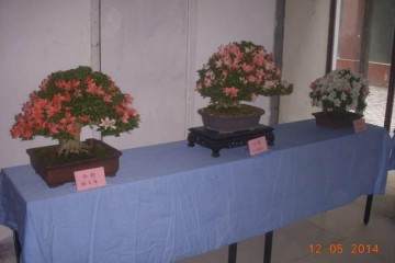 全日本小品盆景协会了解大小准则