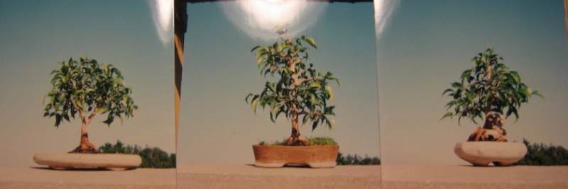 榕树盆景在寒冷北方的养护