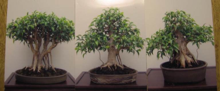 榕树盆景在寒冷北方的养护