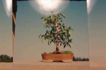 榕树盆景在寒冷北方的养护