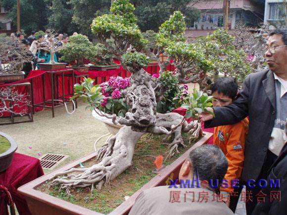 盆景起源于中国 后传入日本现风靡世界