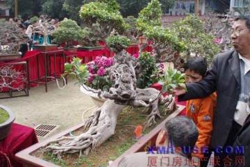 盆景起源于中国 后传入日本现风靡世界