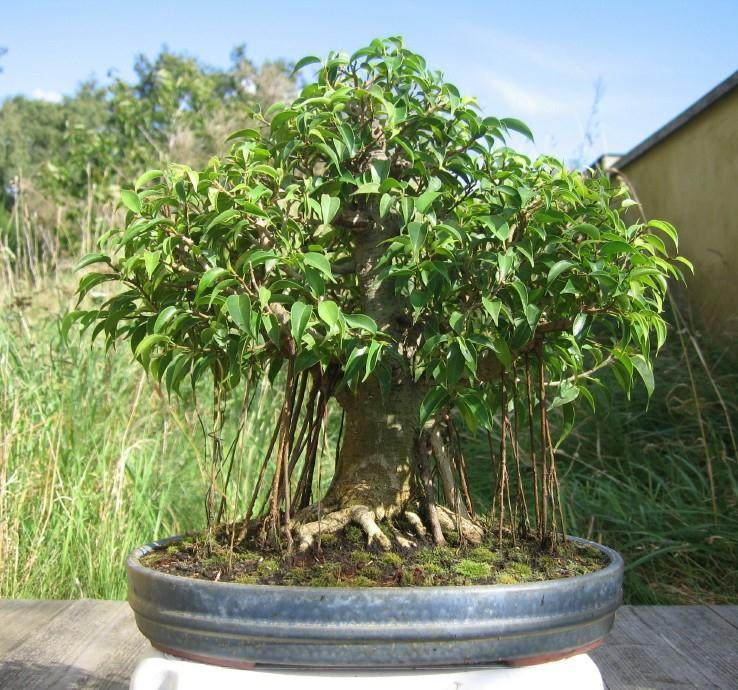 1995年5月中国应邀参加在新加坡盆景展