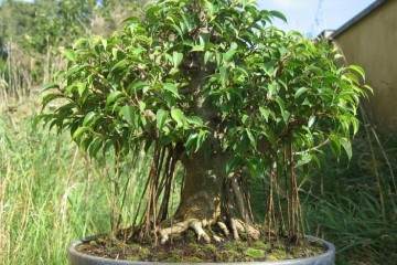 1995年5月中国应邀参加在新加坡盆景展