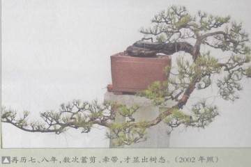 山松盆景怎么嫁接蟠扎的3个方法 图片