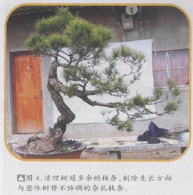 图解 赤松盆景怎么制作的9个过程