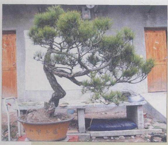 图解 赤松盆景怎么制作的9个过程