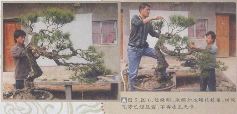 图解 赤松盆景怎么制作的9个过程