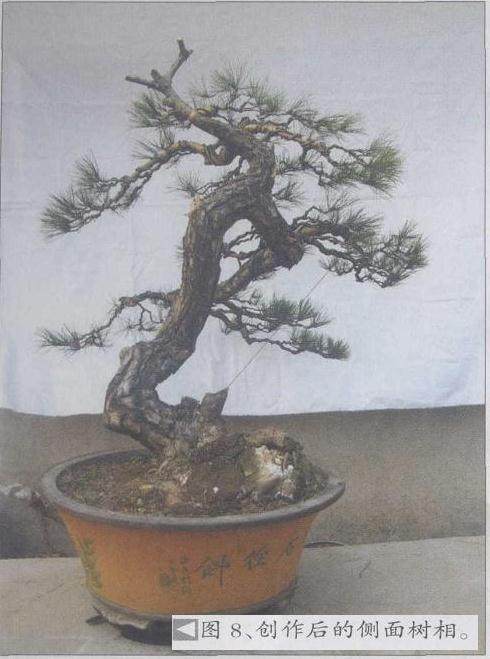 图解 赤松盆景怎么制作的9个过程