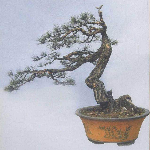 图解 赤松盆景怎么制作的9个过程