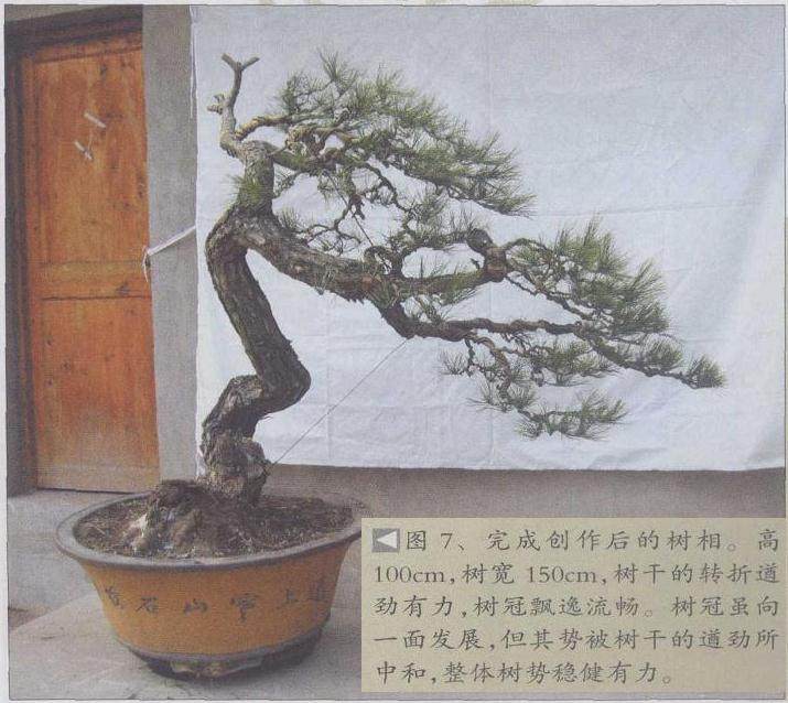 图解 赤松盆景怎么制作的9个过程