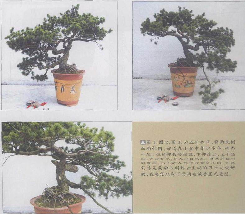 图解 五针松盆景怎么制作的11个过程