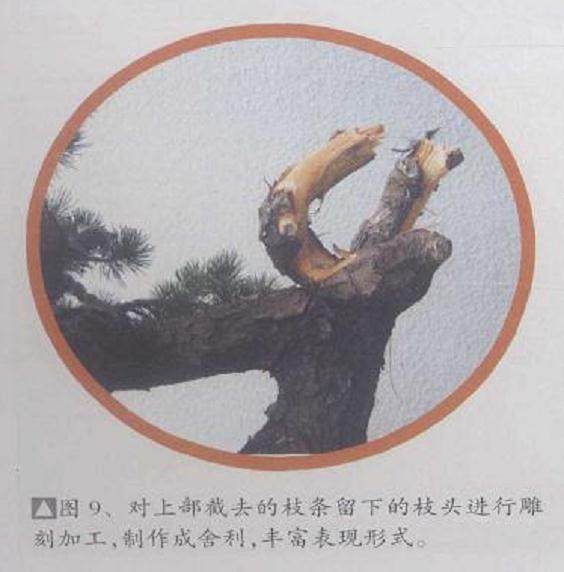 图解 五针松盆景怎么制作的11个过程