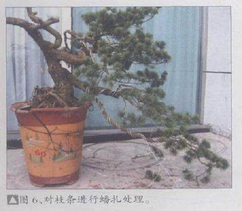 图解 五针松盆景怎么制作的11个过程