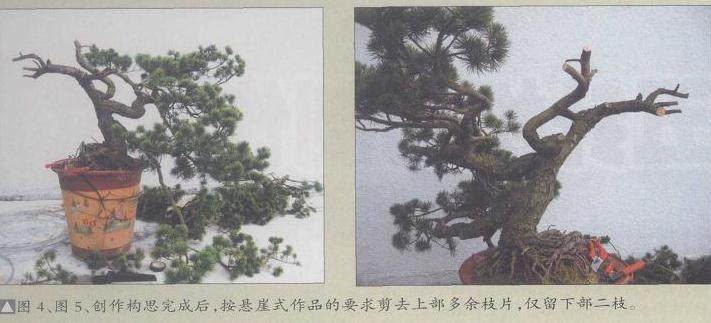 图解 五针松盆景怎么制作的11个过程
