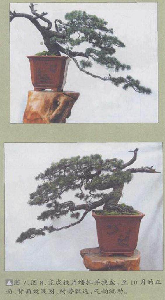 图解 五针松盆景怎么制作的11个过程