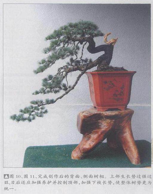 图解 五针松盆景怎么制作的11个过程