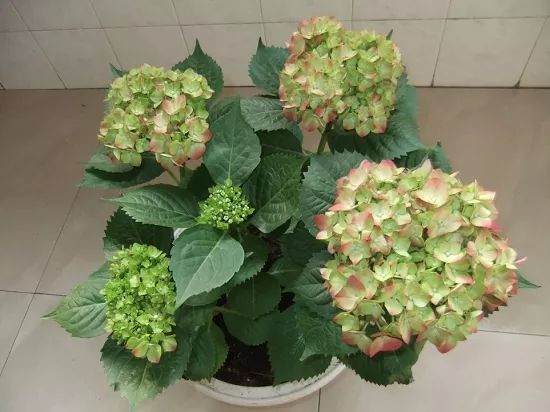 八仙花盆栽的养殖方法