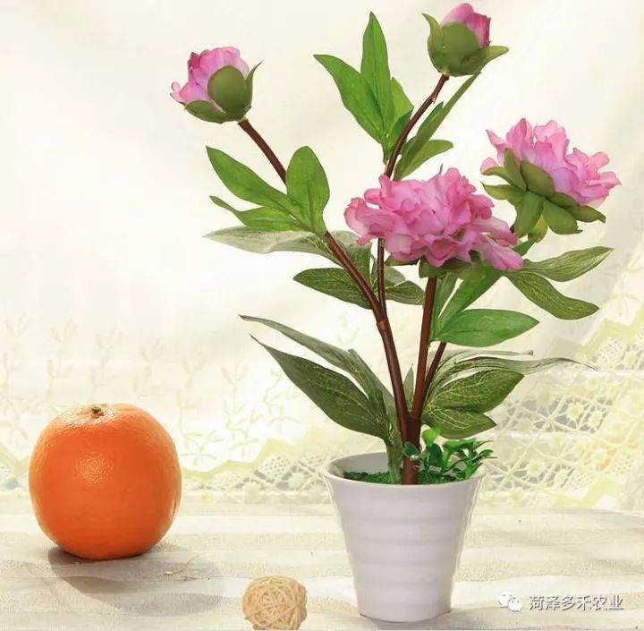 如何修剪芍药盆栽?