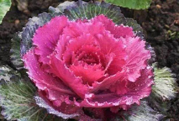 冬天冻不死的大型盆栽养啥 图片