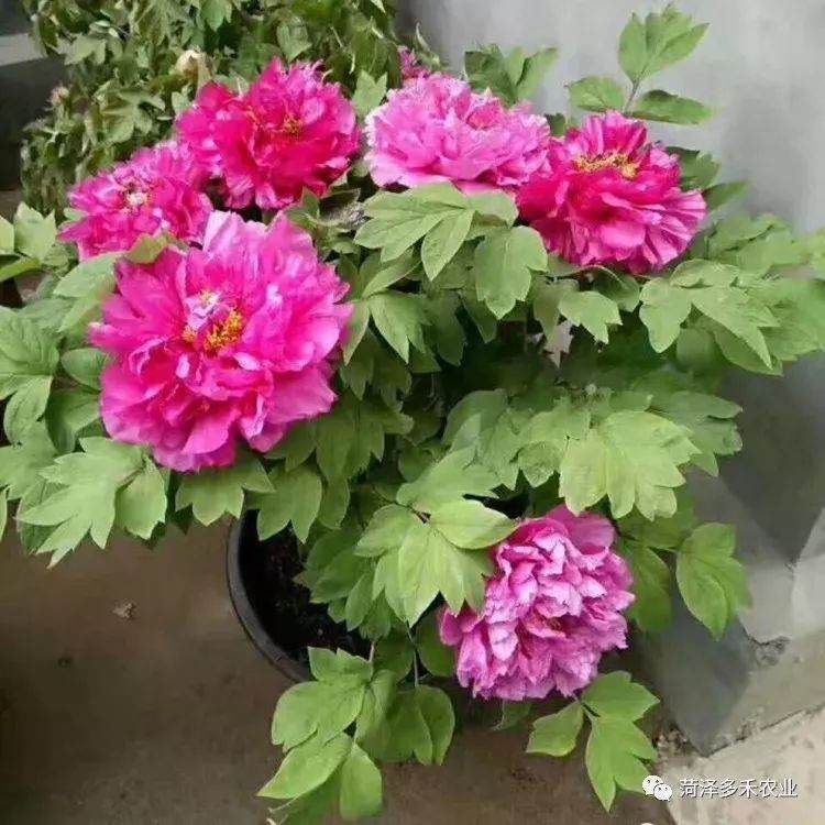 盆栽牡丹到底要怎么养才好?