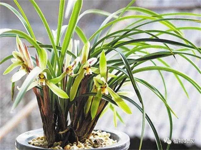 盆栽兰花茎腐病病苗急救 图片