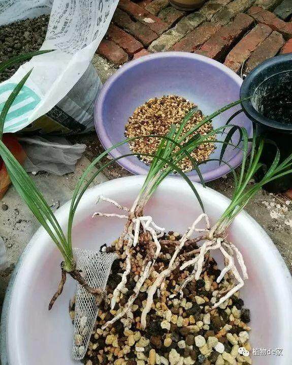 盆栽兰花茎腐病病苗急救 图片