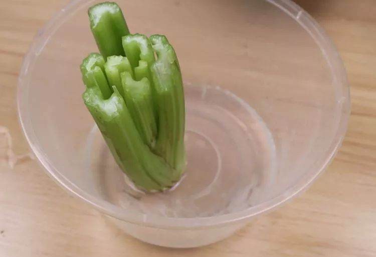 图解芹菜盆栽的制作方法 图片