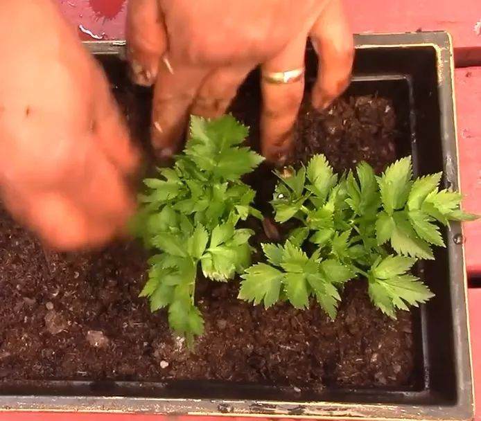图解芹菜盆栽的制作方法 图片