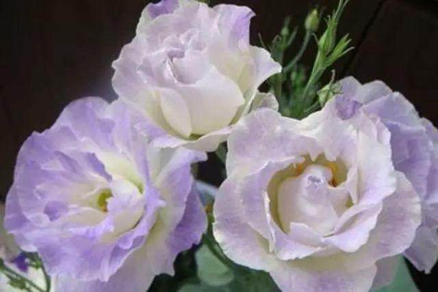 桔梗盆栽的2个养殖注意事项