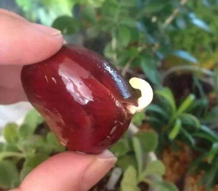 如何在家种一盆养眼的栗子盆栽 图片