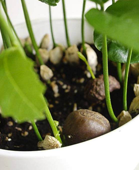 如何在家种一盆养眼的栗子盆栽 图片