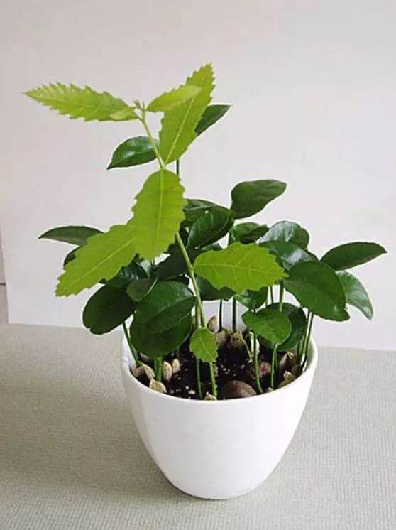 如何在家种一盆养眼的栗子盆栽 图片