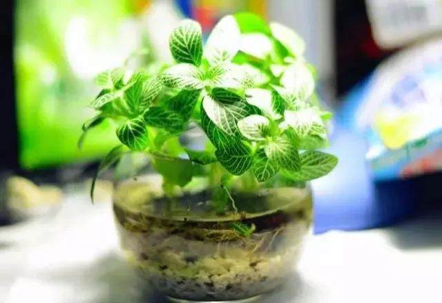 秋季盆栽入屋前准备以下几点!