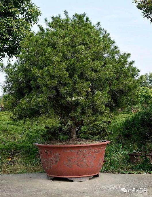 运用白皮松制作艺术盆景的实践还很少