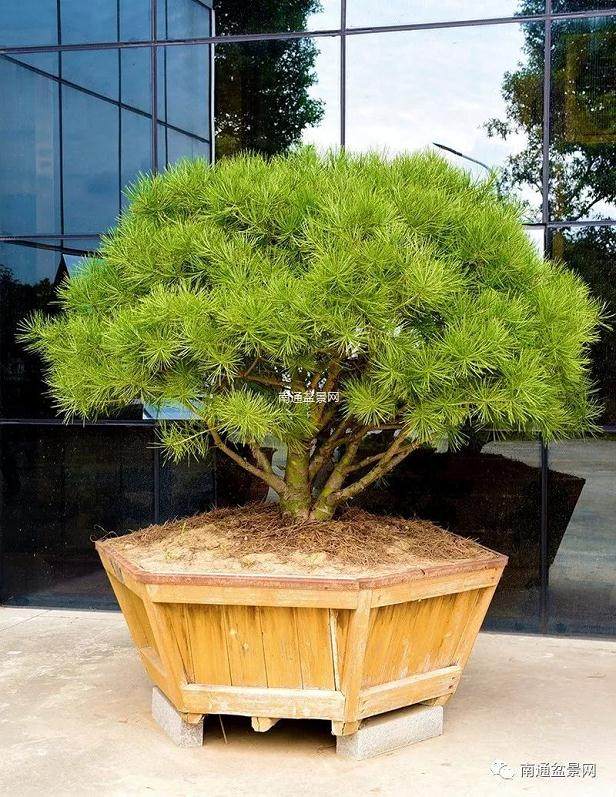 运用白皮松制作艺术盆景的实践还很少