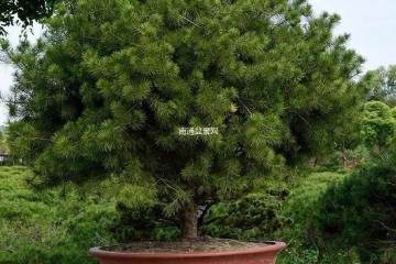 运用白皮松制作艺术盆景的实践还很少