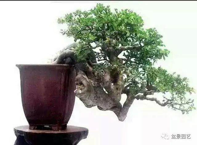 盆景露根的6种方法