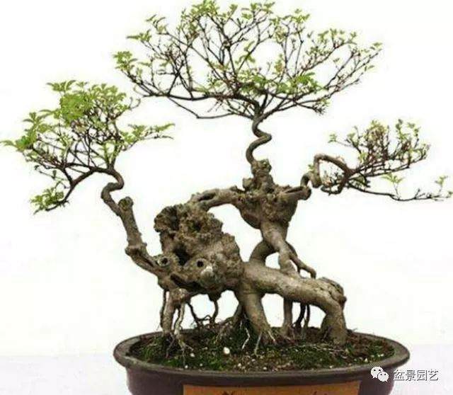 盆景露根的6种方法