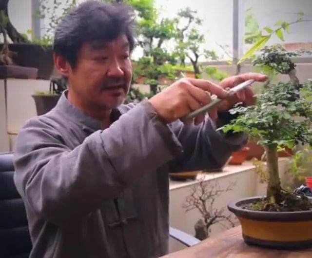 老楼说盆景之修剪与养护的技巧