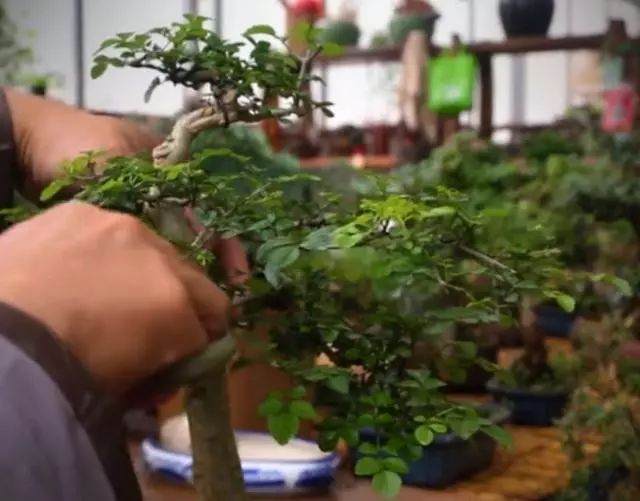 老楼说盆景之修剪与养护的技巧