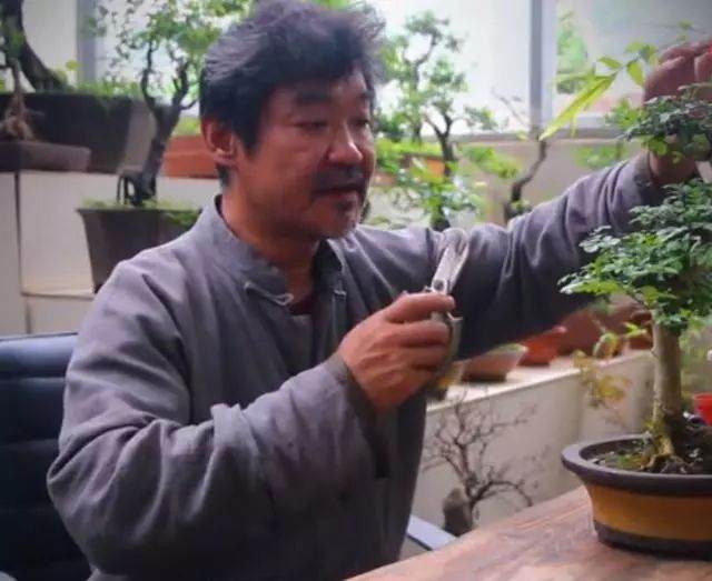老楼说盆景之修剪与养护的技巧