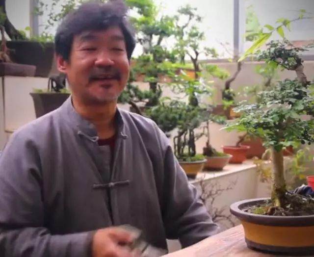 老楼说盆景之修剪与养护的技巧