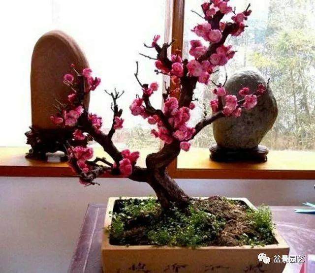 制作梅花盆景 用什么品种梅树最适合?