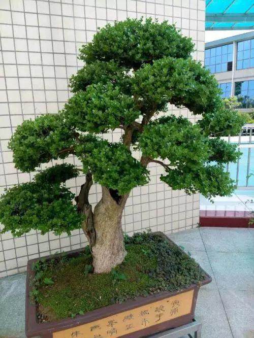 怎么修整赤楠盆景的3个步骤