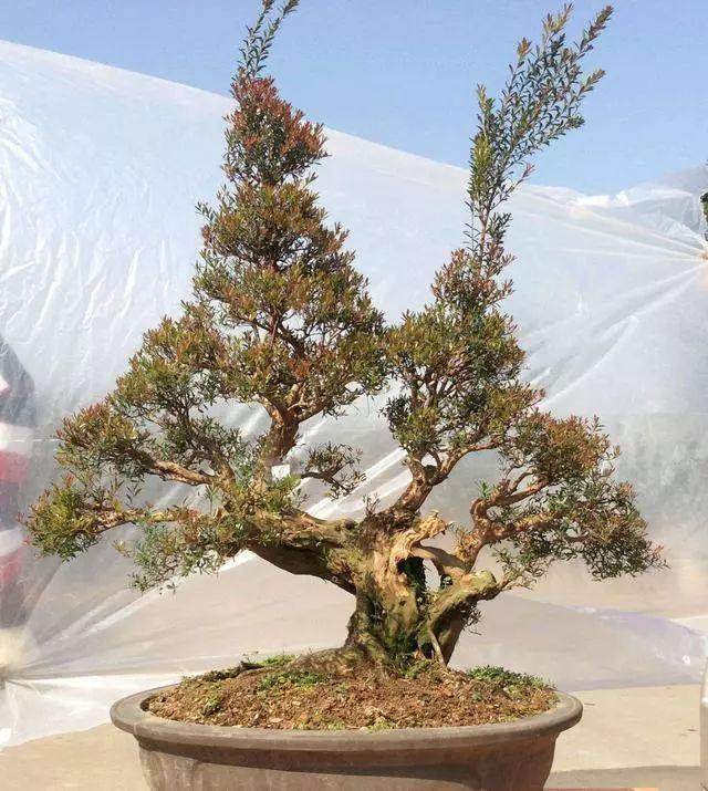 怎么修整赤楠盆景的3个步骤