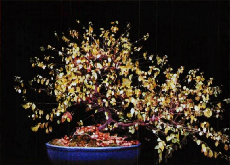 雀每盆景的修剪和过冬