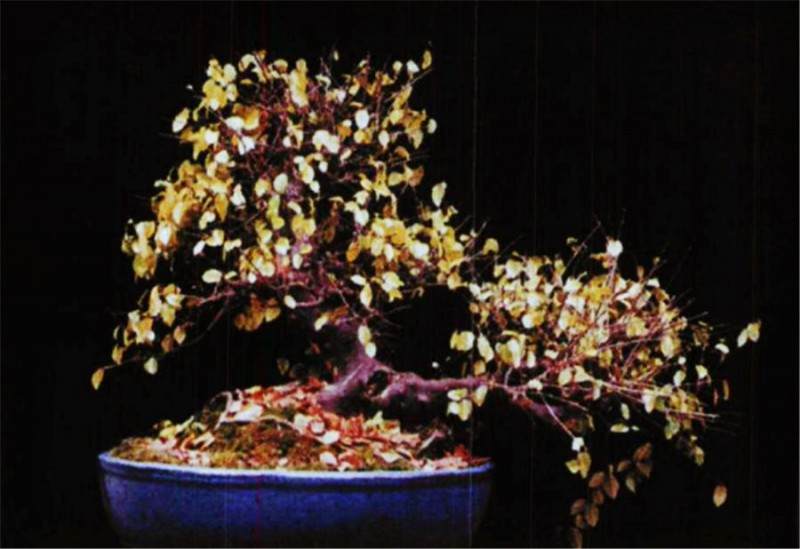 雀每盆景怎么修剪和过冬的4个方法