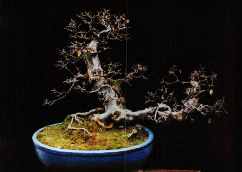 雀每盆景怎么修剪和过冬的4个方法